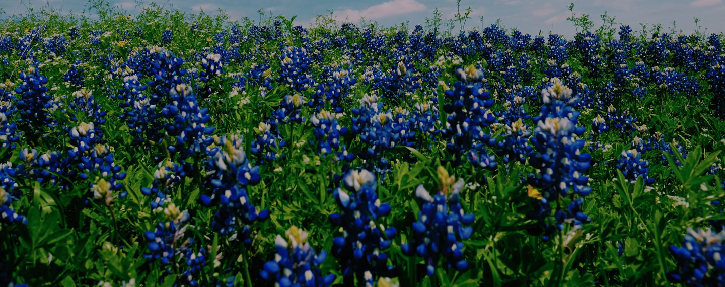 Blue Skies Of Texas >> Texas Holiday Cards Western Holiday Cards Blue Sky Cards Blue Skies Of Texas >> Texas Holiday Cards Western Holiday Cards Blue Sky Cards